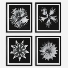 Uttermost CA 41427 - Contemporary Floret Framed Prints, S/4