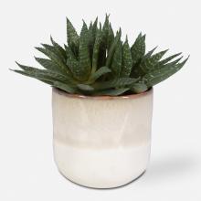 Uttermost CA 60213 - Doha Succulent Accent