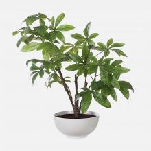 Uttermost CA 60225 - Uttermost Pachira Money Tree