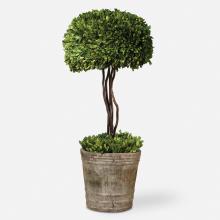 Uttermost CA 60095 - Tree Topiary Preserved Boxwood