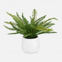 Uttermost CA 60238 - Uttermost Boston Fern In White Ceramic Pot